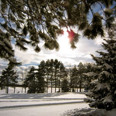 sunny day in winter with pine trees framing view