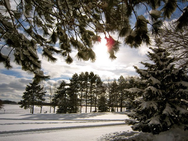 sunny day in winter with pine trees framing view 