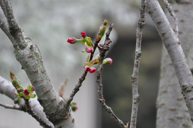 Blossom of spring 