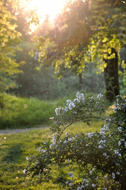 Golden hour trees and flower bush by Katie M. Reid Photography 