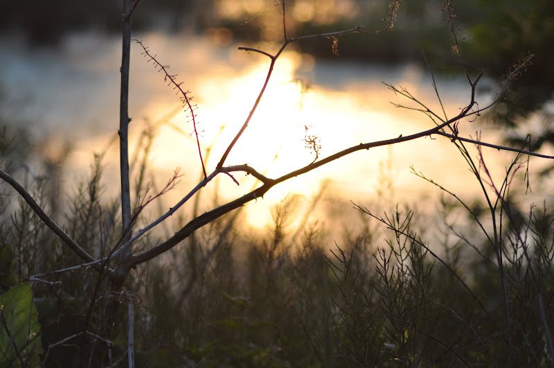 branch in front of pond with sun reflecting on it by Katie M. Reid photography