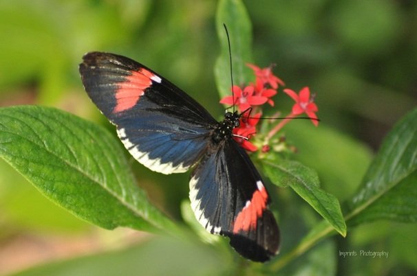 Vibrant butterfly by Katie M Reid Photography