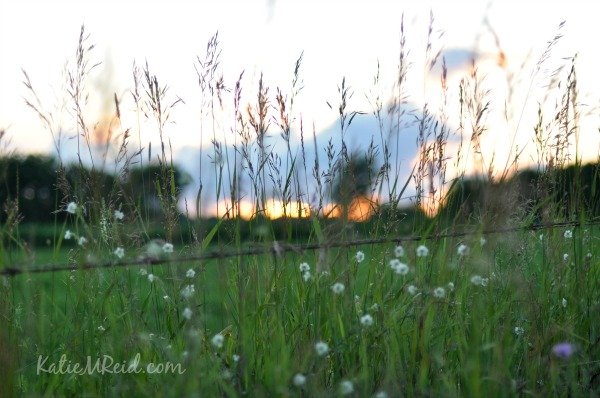 Farmland at Sunset by Katie M Reid