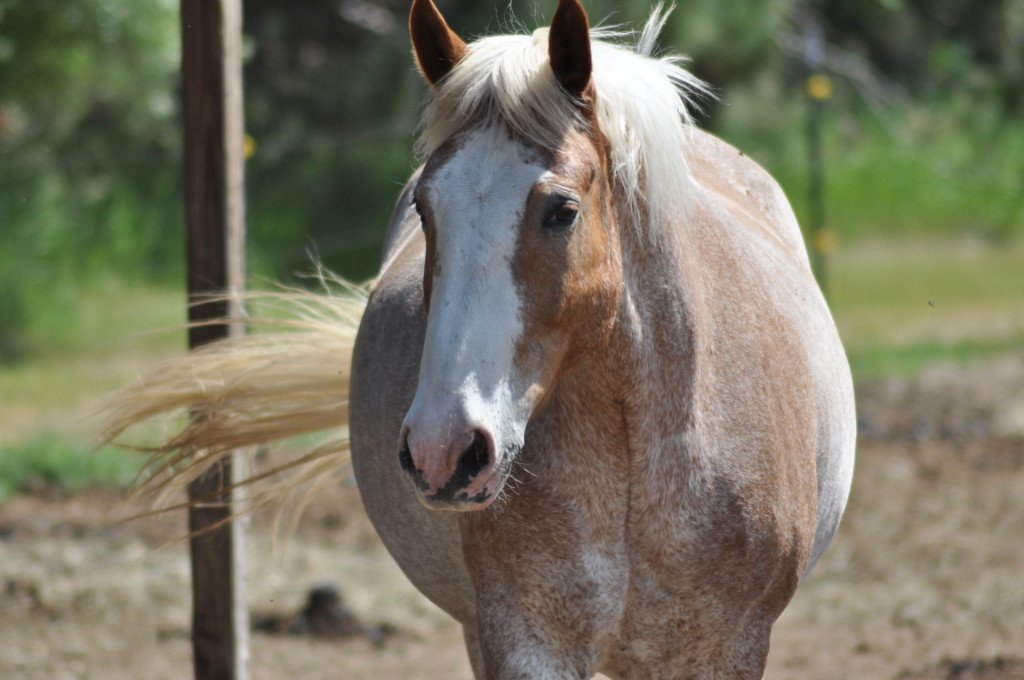 horse at Hopewell Ranch by Katie M Reid Photography