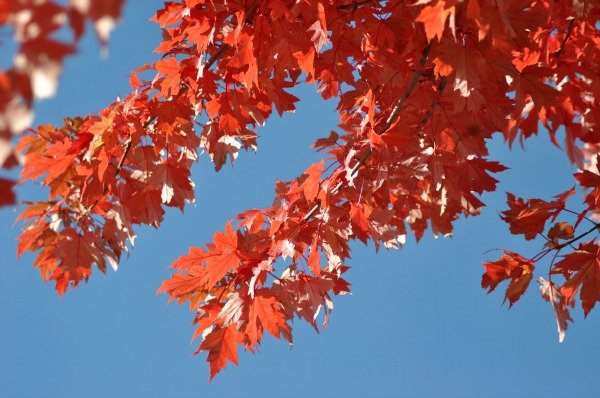 fall leaves by Katie M Reid