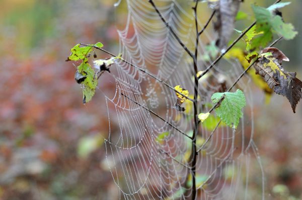 Spiders web by Katie M Reid