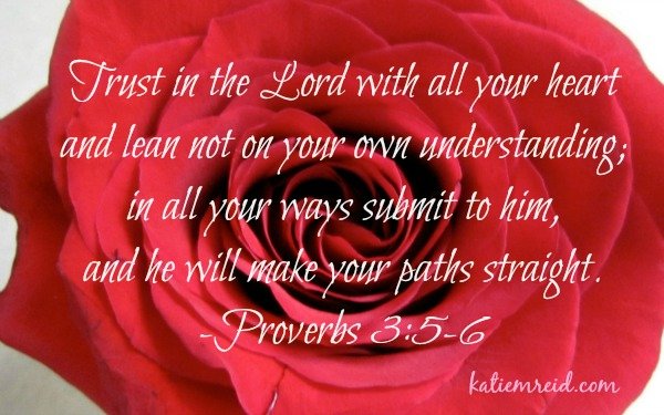 Proverbs 3:5-6 rose image by Katie M. Reid 